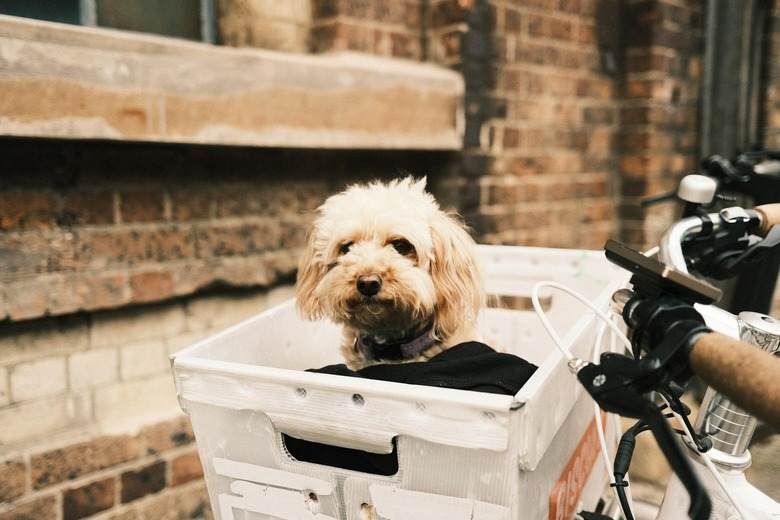 dog-bike-basket.jpg.afcdc02e9c78ebbfd78ab489589e78a9.jpg